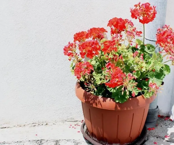 By The Sea Barbat, Rab - 4967